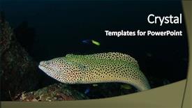  Presentation with honey bee honeycomb - PPT layouts enhanced with sea animals - honeycomb moray eel background and a black colored foreground