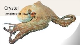  Presentation with sea animals - Presentation consisting of sea animals - reef octopus isolated on white background and a coral colored foreground