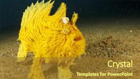  Presentation with sea animals - Presentation enhanced with sea animals - shaggy frogfish anglerfish background and a tawny brown colored foreground