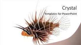  Presentation with sea animals - Slide deck having sea animals - side view of a broadbarred background and a white colored foreground