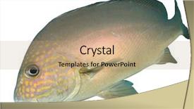  Presentation with tropical - Colorful slides enhanced with sea animals - tropical fish isolated on white backdrop and a  colored foreground