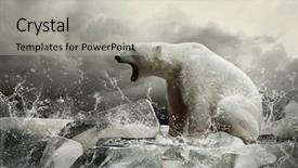  Presentation with polar bear - Colorful PPT layouts enhanced with sea animals - white polar bear hunter backdrop and a light gray colored foreground