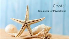  Presentation with sea shells - Slide set having sea-background-with-a-variety background and a light blue colored foreground