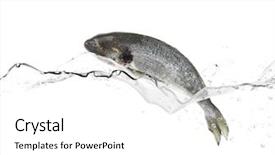  Presentation with sea water - Slide deck with sea bass fish jumping background and a white colored foreground