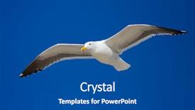  Presentation with blue sky - Audience pleasing presentation theme consisting of sea bird on blue sky backdrop and a dark gray colored foreground