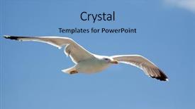  Presentation with seagull - Slide set enhanced with sea bird seagull nature closeup background and a teal colored foreground