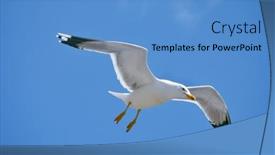  Presentation with seagull - 