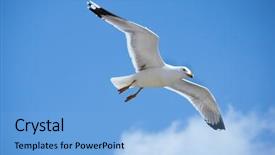  Presentation with seagull - Colorful presentation theme enhanced with sea bird seagull nature closeup backdrop and a light blue colored foreground