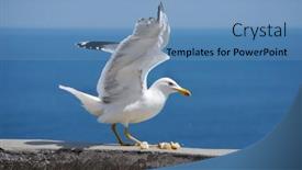  Presentation with seagull - Amazing PPT theme having sea-bird-seagull-nature-closeup backdrop and a teal colored foreground