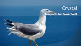  Presentation with seagull - Slide set consisting of sea-bird-seagull-nature-closeup background and a teal colored foreground