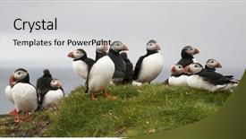  Presentation with atlantic - Beautiful slide deck featuring sea birds - atlantic puffin or common puffin backdrop and a light gray colored foreground