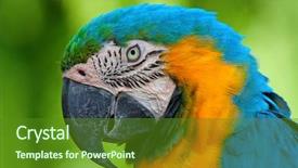  Presentation with blue yellow - Audience pleasing theme consisting of sea birds - blue and yellow macaw closeup backdrop and a tawny brown colored foreground
