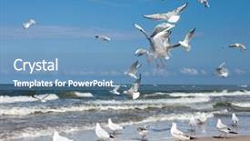  Presentation with group - Slide set featuring sea birds - group of seagulls background and a teal colored foreground