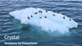  Presentation with iceberg - Amazing PPT theme having sea birds - iceberg with resting seabirds backdrop and a ocean colored foreground