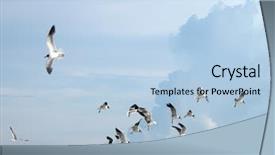  Presentation with airplane night sky cloud - Colorful PPT theme enhanced with sea birds - image of seagulls flying backdrop and a light blue colored foreground