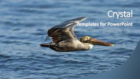  Presentation with flight - Presentation theme with sea birds - pelican bird in flight looking background and a teal colored foreground