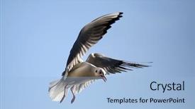  Presentation with birds flying - Presentation enhanced with sea birds - seagull flying background and a light blue colored foreground