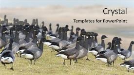  Presentation with nature - Presentation design with sea birds - swarm brent gooses walking background and a  colored foreground