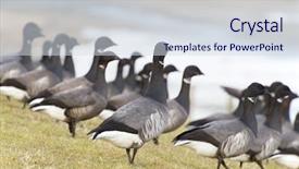  Presentation with moving about nature - Colorful presentation theme enhanced with sea birds - swarm brent gooses walking backdrop and a sky blue colored foreground