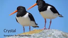  Presentation with two paths - Beautiful PPT theme featuring sea birds - two eurasian oystercatchers haematopus ostralegus backdrop and a light blue colored foreground