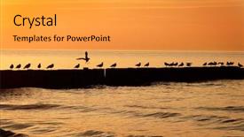  Presentation with birds - Audience pleasing theme consisting of sea birds at sunset backdrop and a gold colored foreground