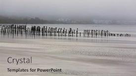  Presentation with birds - Slides having sea-birds-pelicans-and-gulls background and a light gray colored foreground