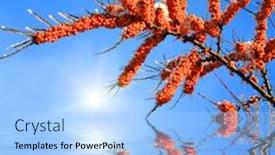  Presentation with sea water - Presentation having sea-buckthorn branches with water reflection background and a light blue colored foreground