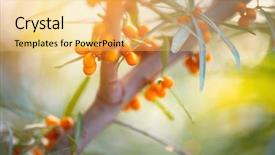  Presentation with growing tree - Amazing PPT theme having sea buckthorn growing backdrop and a yellow colored foreground