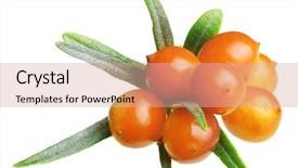  Presentation with white sea urchin - Audience pleasing presentation theme consisting of thermal imaging supervision of oil backdrop and a dark gray colored foreground.