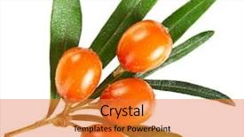  Presentation with berries - Beautiful presentation featuring sea buckthorn seabuckthorn berries branch backdrop and a gold colored foreground