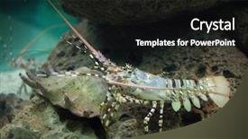  Presentation with caribbean - Beautiful PPT theme featuring sea coral - caribbean spiny lobster panulirus argus backdrop and a dark gray colored foreground