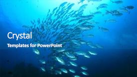  Presentation with school absence - Presentation theme with sea coral - school bigeye trevally jack fish background and a teal colored foreground