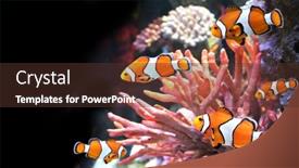  Presentation with fish aquarium - Presentation enhanced with sea-coral-and-clown-fish background and a tawny brown colored foreground