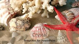  Presentation with sea shells - Slide deck consisting of sea coral with shells close background and a coral colored foreground