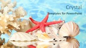  Presentation with sea shells - Beautiful PPT theme featuring sea coral with shells backdrop and a arctic colored foreground