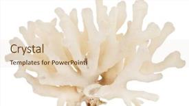  Presentation with sea coral - Slide set having sea coral background and a  colored foreground