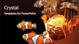  Presentation with black sea - Slide deck having sea corals and clown fish background and a wine colored foreground