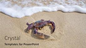  Presentation with sea water - Colorful slide set enhanced with sea-crab-in-the-sand backdrop and a coral colored foreground