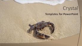  Presentation with crab - Slides having sea-crab-in-the-sand background and a soft green colored foreground