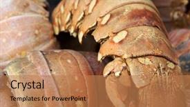  Presentation with seafood - Colorful slide set enhanced with sea crayfish lobster dainty seafood backdrop and a coral colored foreground