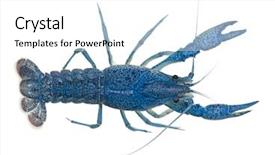  Presentation with florida - Audience pleasing slides consisting of sea creature - high angle view of blue backdrop and a white colored foreground