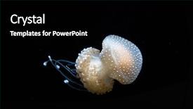  Presentation with jellyfish - Presentation theme enhanced with sea creature - phyllorhiza punctata - white spotted background and a black colored foreground