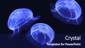  Presentation with underwater - Audience pleasing presentation theme consisting of sea creature - underwater image of jellyfishes backdrop and a navy blue colored foreground