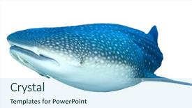  Presentation with whale - Slides having sea creature - whale shark isolated on white background and a sky blue colored foreground