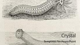  Presentation with sea cucumber - Slide set consisting of sea cucumber - holuthuria elegans up and holuthuria background and a soft green colored foreground