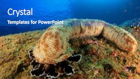  Presentation with sea cucumber - Presentation theme enhanced with sea cucumber underwater background and a teal colored foreground