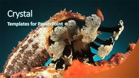  Presentation with sea cucumber - Amazing presentation theme having sea cucumber underwater backdrop and a navy blue colored foreground