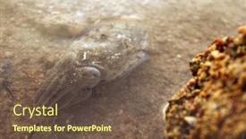  Presentation with sea water - Amazing PPT theme having sea-cuttlefish-is-swimming backdrop and a tawny brown colored foreground