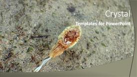  Presentation with sea water - Slide set consisting of sea-cuttlefish-is-swimming background and a gray colored foreground