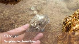  Presentation with sea water - PPT theme with sea-cuttlefish-is-swimming background and a coral colored foreground